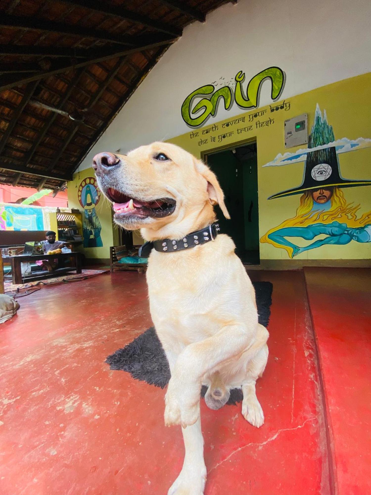 Gaia Hostels Anjuna Extérieur photo